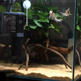 25センチキューブの画像