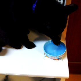 黒ネコさん、むぎ 水分補給の画像