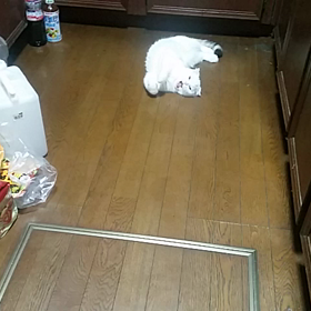 おなかをの画像