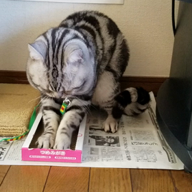 ガリガリガリの画像