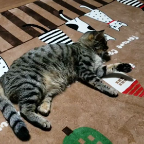 Ｕｔ(ゆってぃ)の画像