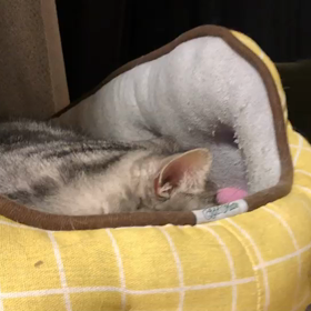 昨日、ポテチをたべましたの画像