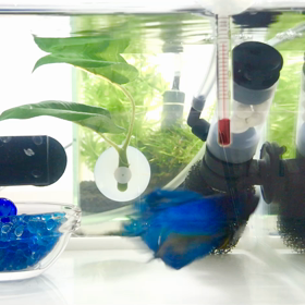 キラ君エサくれダンスの画像