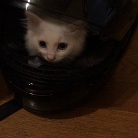 今日のベルの画像