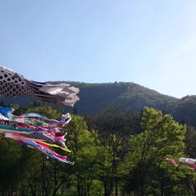 鯉のぼり。の画像