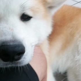 久しぶりの雨の心配無い朝。わずかに途中、何滴かの雨を感じたけれどのびのび散歩できました。小路中心の画像