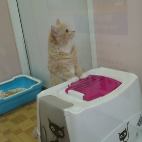 気分転換に猫部屋へ～の画像