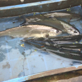 ビワマス漁の画像