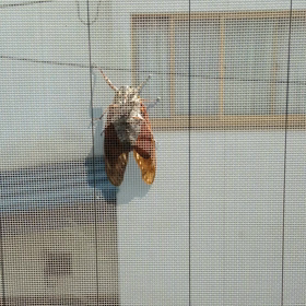 網戸にしがみつく蝉の画像