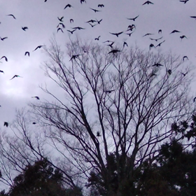 今日はカラスがすごいの画像