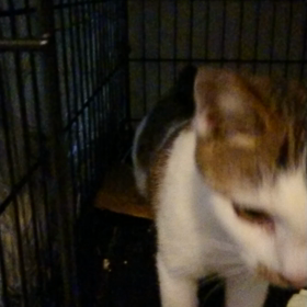 るるちゃんの画像