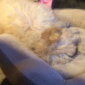 ごぶさたここ ここ掘れここの画像