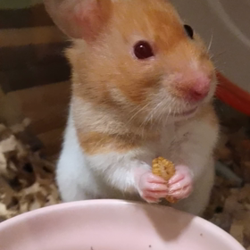 リンゴちゃんの画像