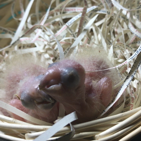 コガネメキシコインコ産まれました。の画像