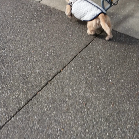 走る～!犬(-_-;)の画像