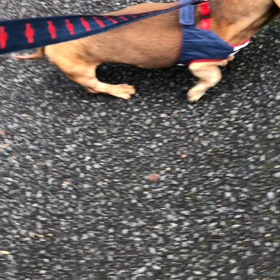 オラフ預かり日記　2月　15歳　前庭疾患から1週間と数日の画像