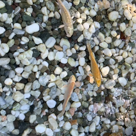 ブチギレ(-_-#)の画像