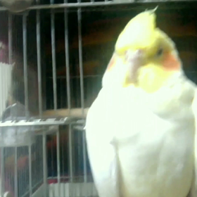 我が家の鳥さんは元気ですの画像