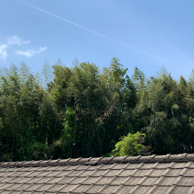 春の知らせ。の画像