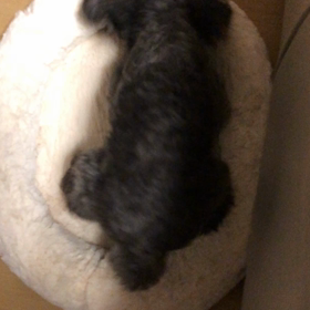 掘り掘りモグラなキャンディちゃんの画像