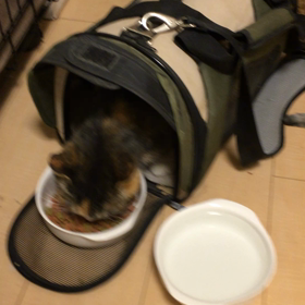 最近夜かくせいでの画像