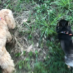 ♪お散歩動画♪代々木公園♪の画像