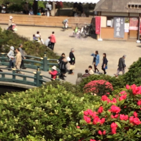 根津神社のつつじの画像
