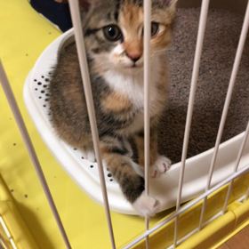 新しい家族の画像