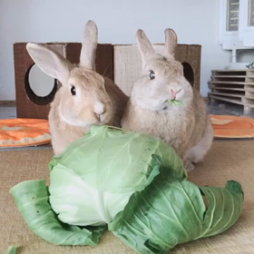 もぐもぐの画像