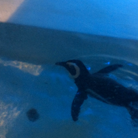 ペンギンの画像