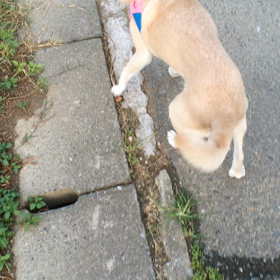 動画に初挑戦の画像