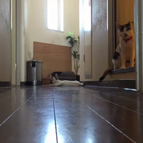 猫一匹遊び&知らん顔猫の画像