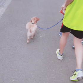 (動画)キャンディお散歩風景。の画像