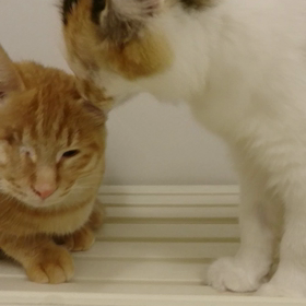 全盲あんちゃん&片目のロック、家族募集中の画像