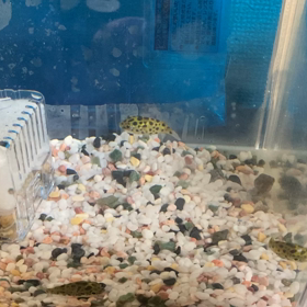 ミドリフグの画像