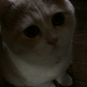 はないきの画像