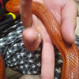 コーンスネークのごはんBYもちの画像