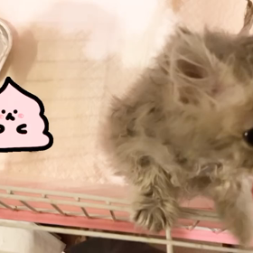 乗り越えましたの画像