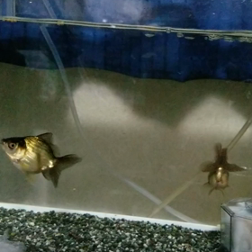 長洲かーらーのーの画像