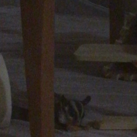 めずらしくの画像