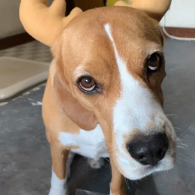 ここにきての画像