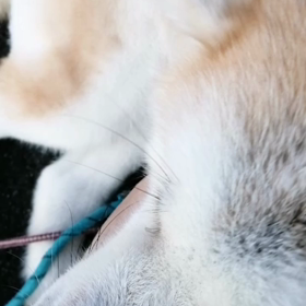 暑さ予感いっぱいの朝。グズグズしながらも、未来丸朝散歩終了。未来丸は元気だったのですが、諸事情の画像