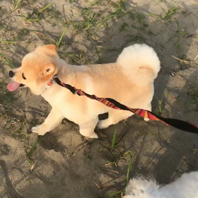 ♪お散歩動画♪お台場海浜公園♪の画像