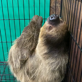 ナマケモノの画像