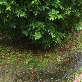 雨が凄いの画像