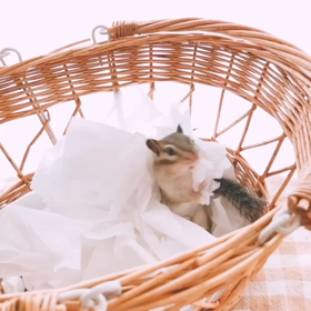 シマリスちょこ冬支度♪の画像