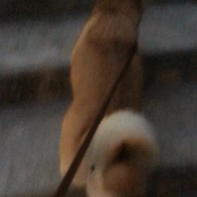 ケリ散歩50 ＊嘘、まだ暑いや＊の画像