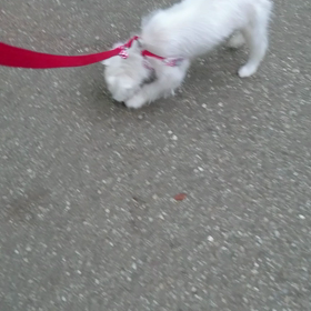 お散歩デビューの日　ねね君＆はずむ君　マルチMIX5か月　里親様募集中の画像