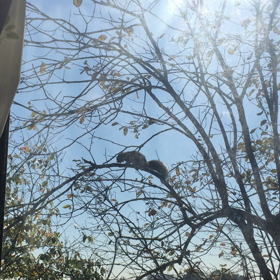 軒先にリスが来た！！の画像