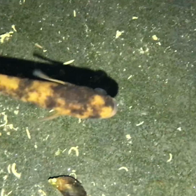 めだか。の画像